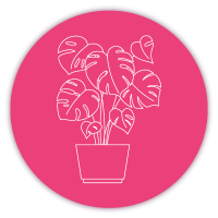 plante