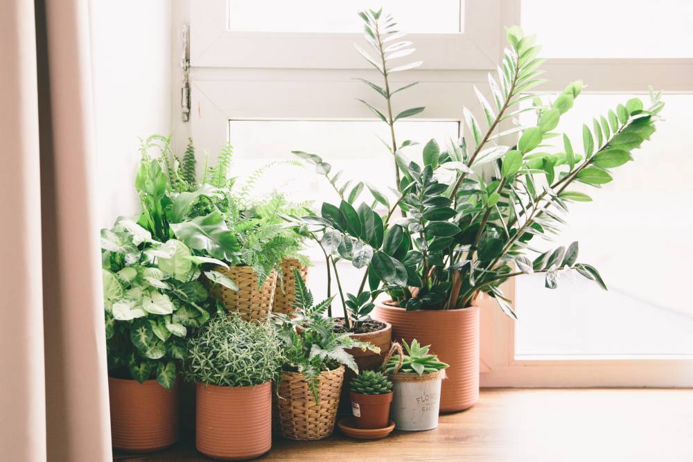 Plantes d’intérieur à Thourotte